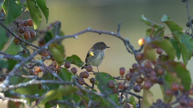 Пісняр-лісовик жовтогузий (підвид coronata) - ML643729820