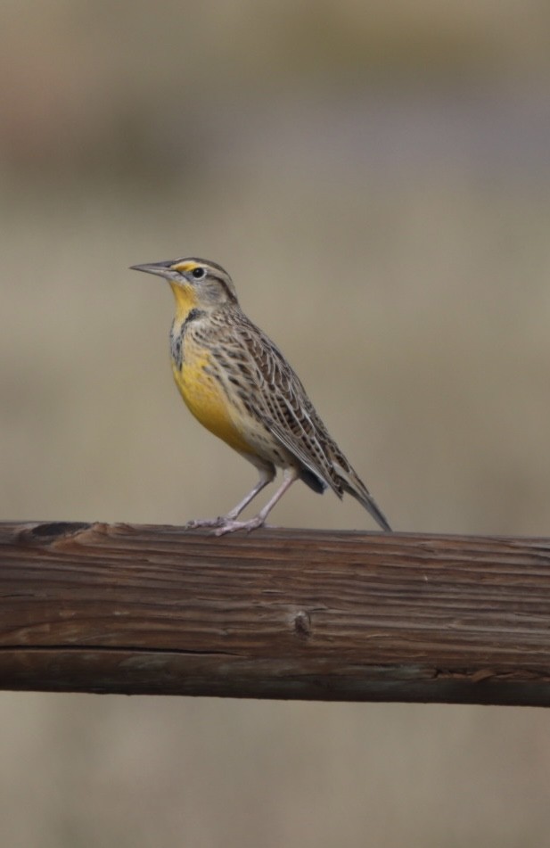 Western Meadowlark - ML643729823