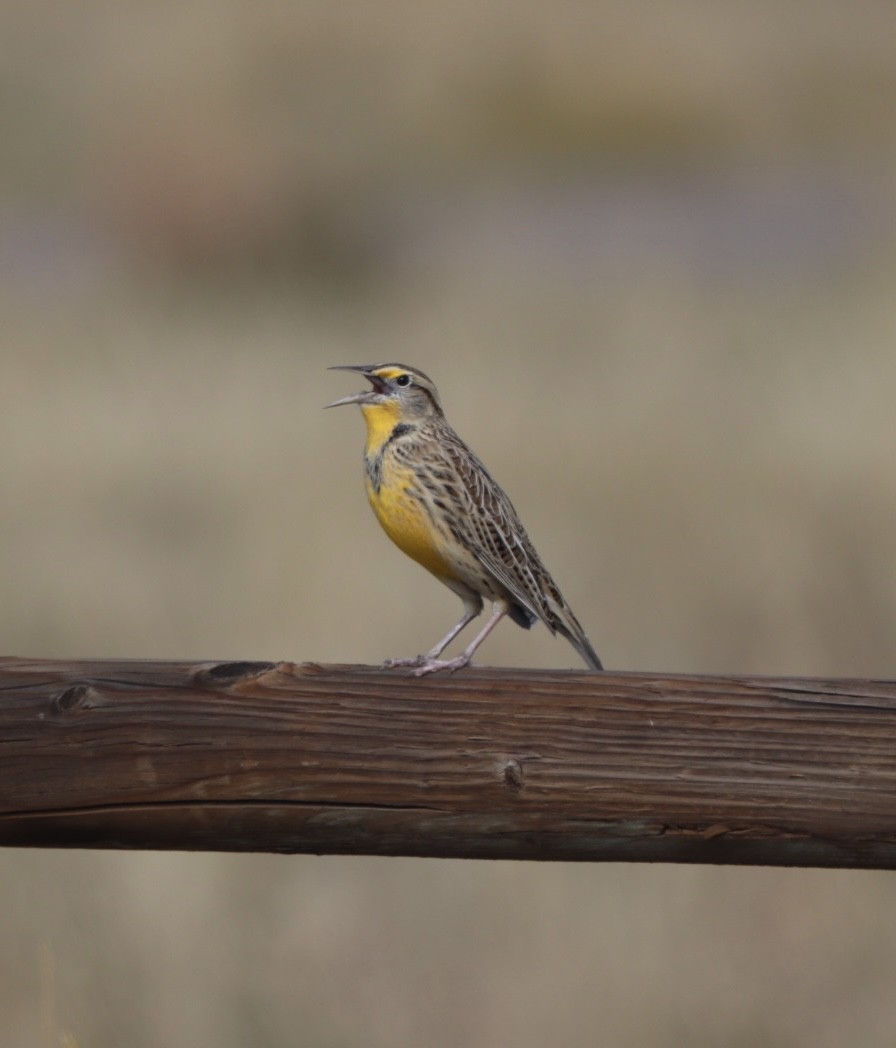 Western Meadowlark - ML643729824