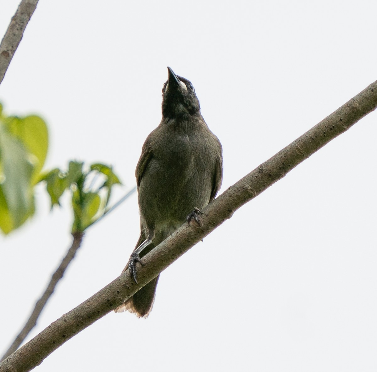 クチシロミツスイ - ML643729828