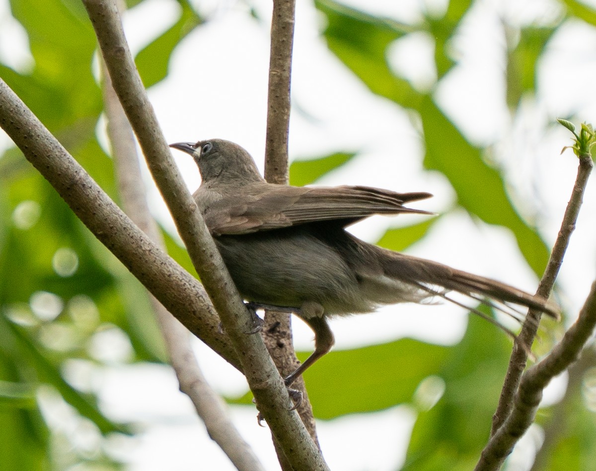 クチシロミツスイ - ML643729829