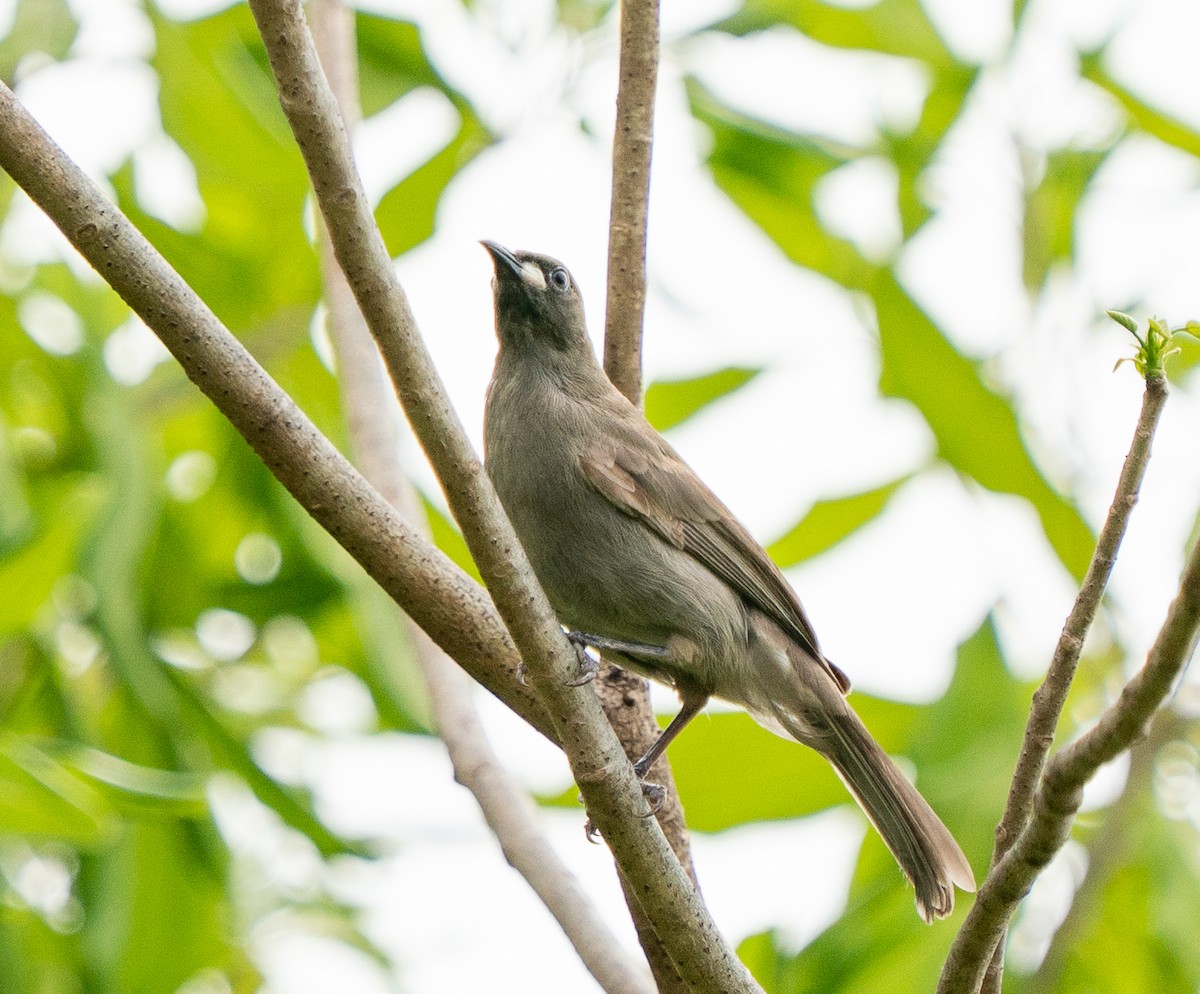 クチシロミツスイ - ML643729830