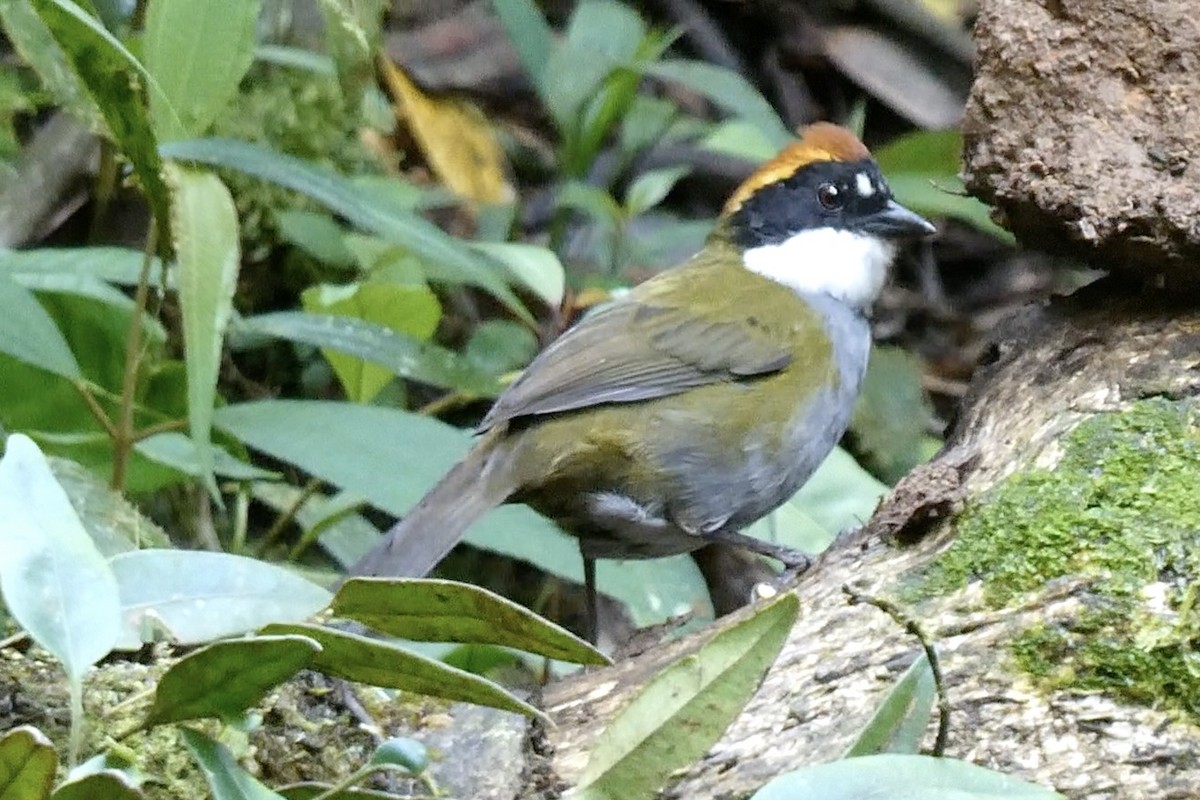 Chestnut-capped Brushfinch - ML643729831