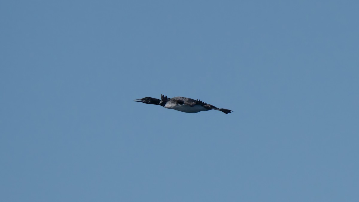 Common Loon - ML643729832