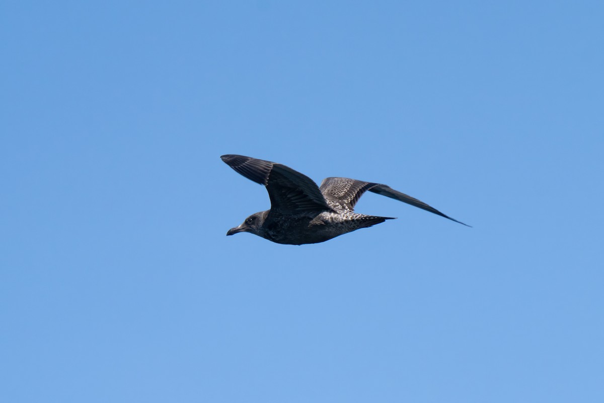 American Herring Gull - ML643729840