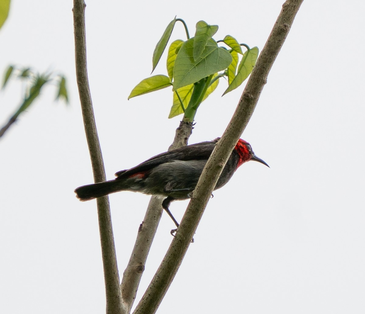 Red-headed Myzomela - ML643729842