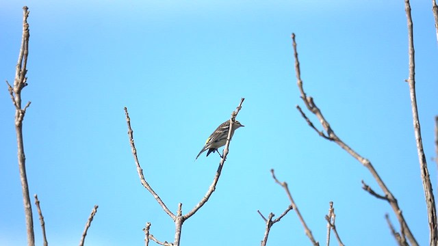 Пісняр-лісовик жовтогузий (підвид coronata) - ML643729845