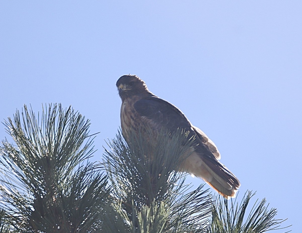 Red-tailed Hawk - ML643729866
