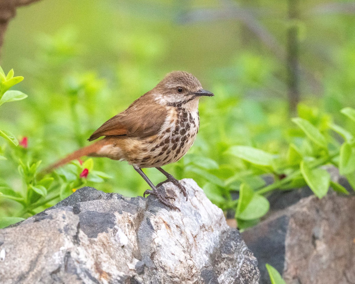 Spotted Morning-Thrush - ML643729876