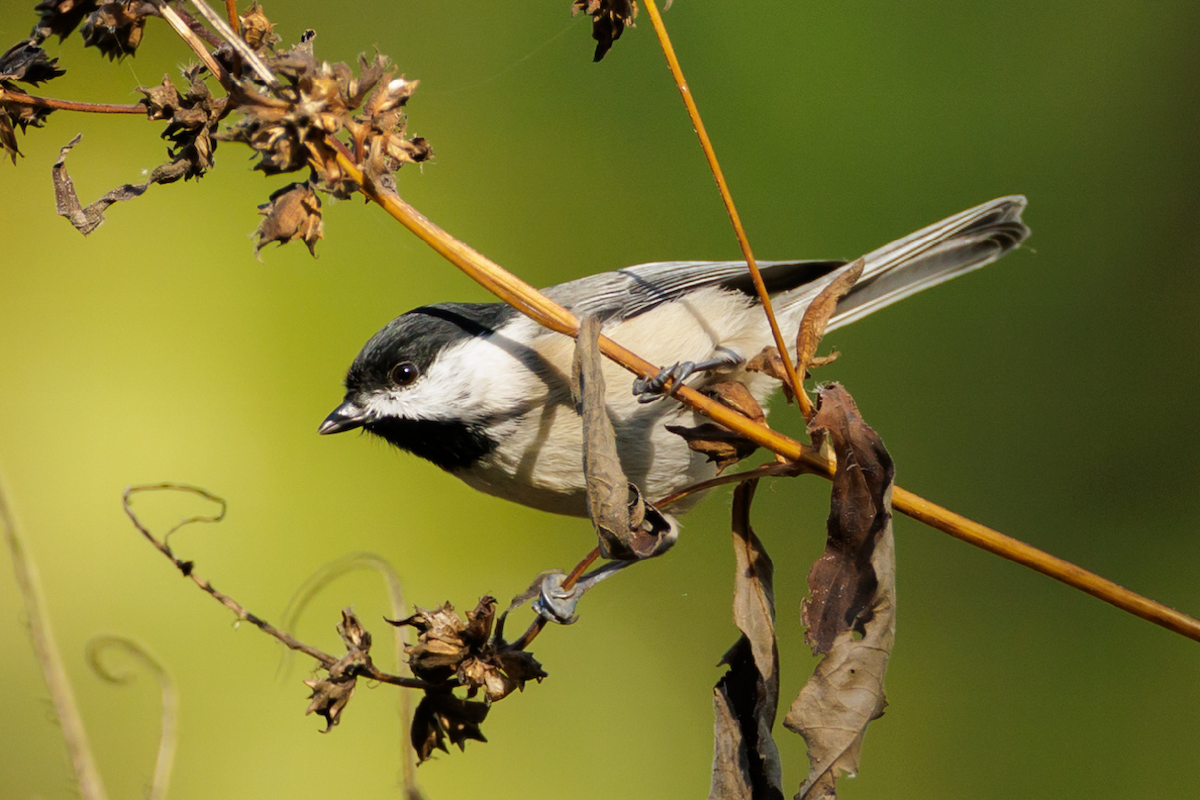Carolina Chickadee - ML643729877