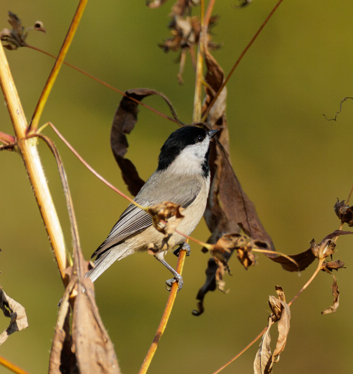 Carolina Chickadee - ML643729878