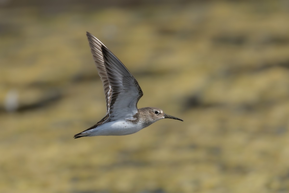 Dunlin - ML643729882
