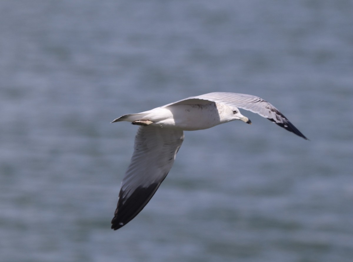 Ring-billed Gull - ML643729887