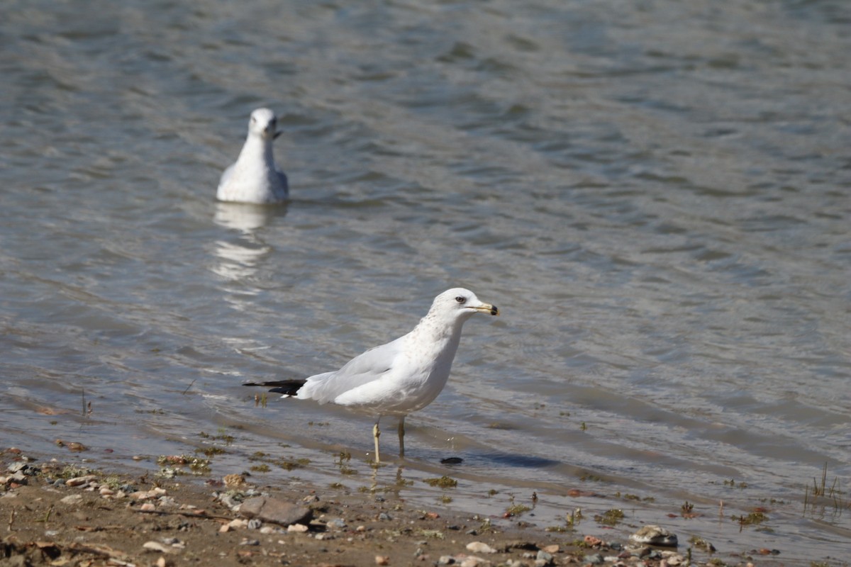 Ring-billed Gull - ML643729888