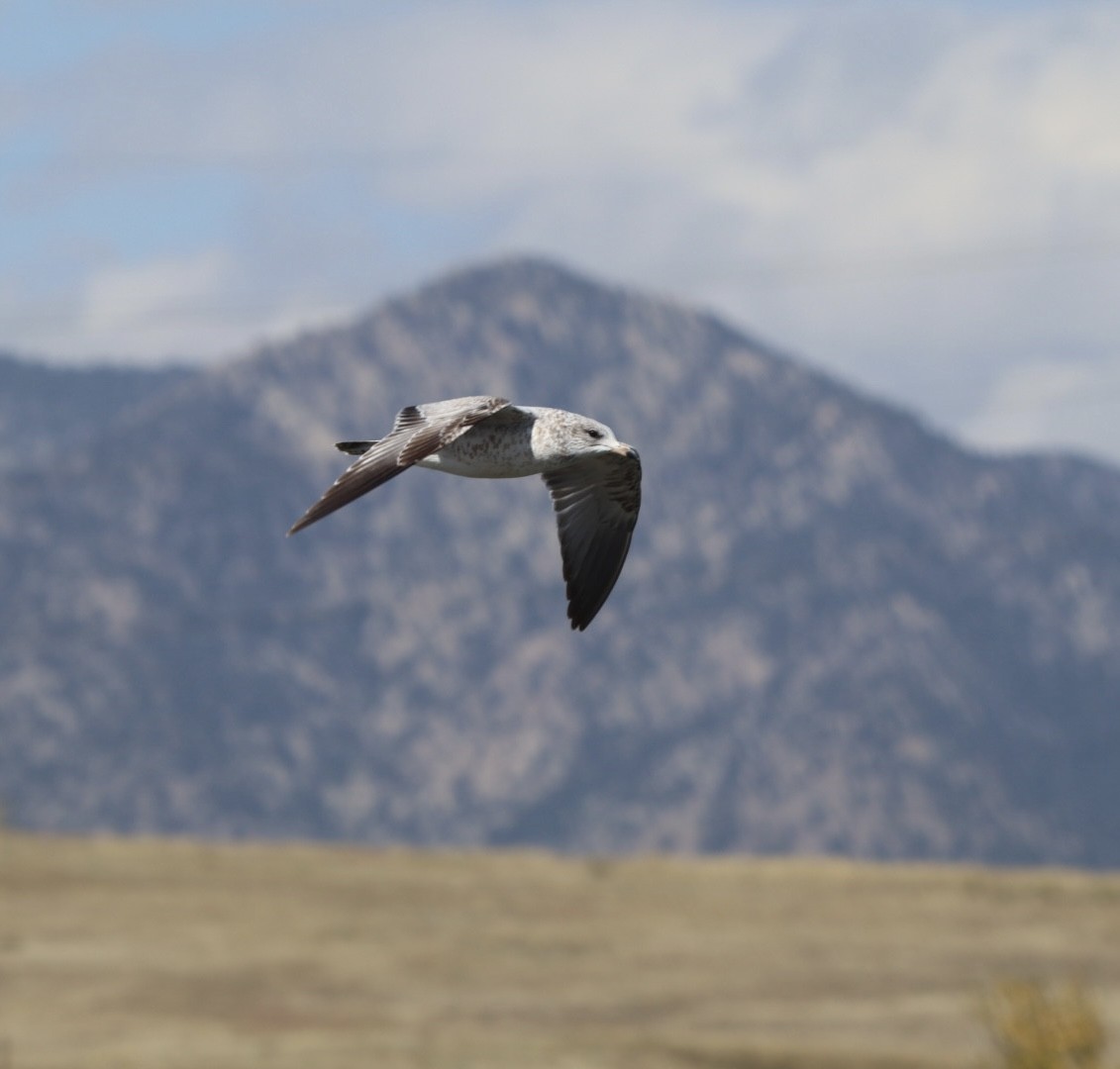 Ring-billed Gull - ML643729889