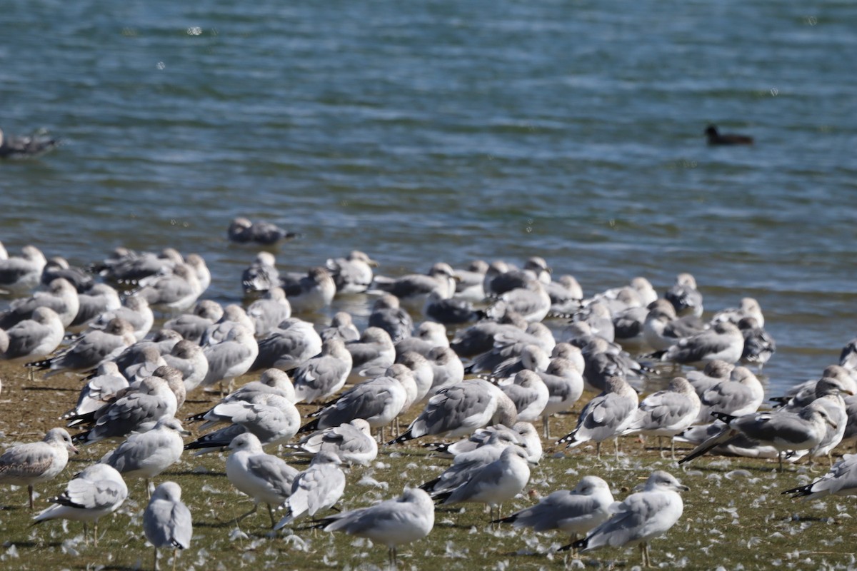 Ring-billed Gull - ML643729891