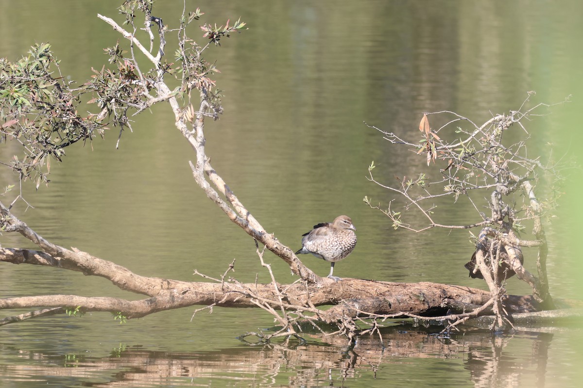 Maned Duck - ML643729899