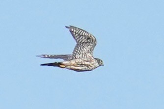 Belatz txikia (columbarius) - ML643729905