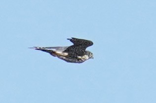 Belatz txikia (columbarius) - ML643729911