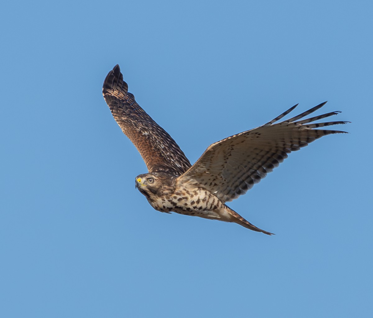 Buse à épaulettes - ML643729912