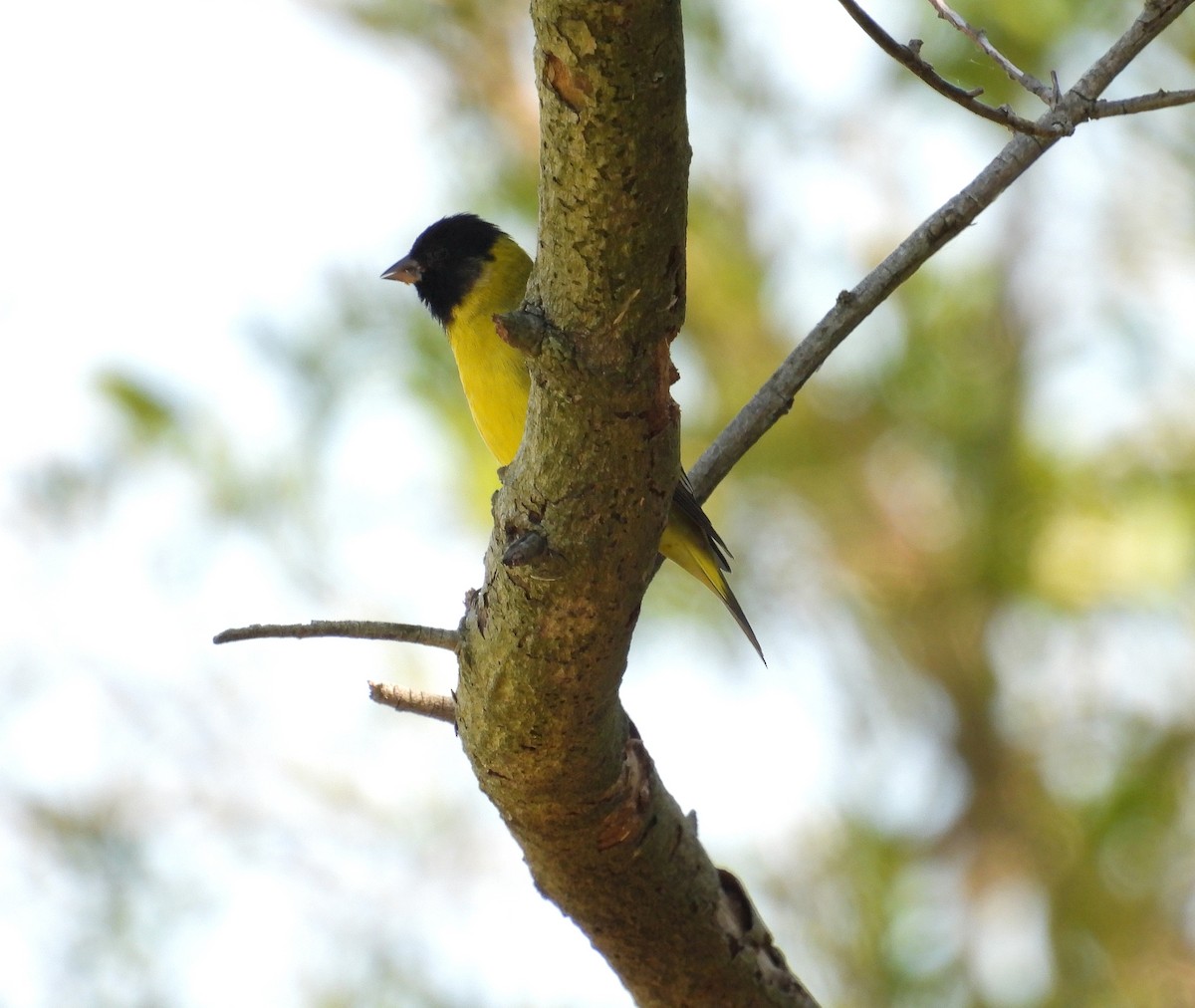 Hooded Siskin - ML643729913