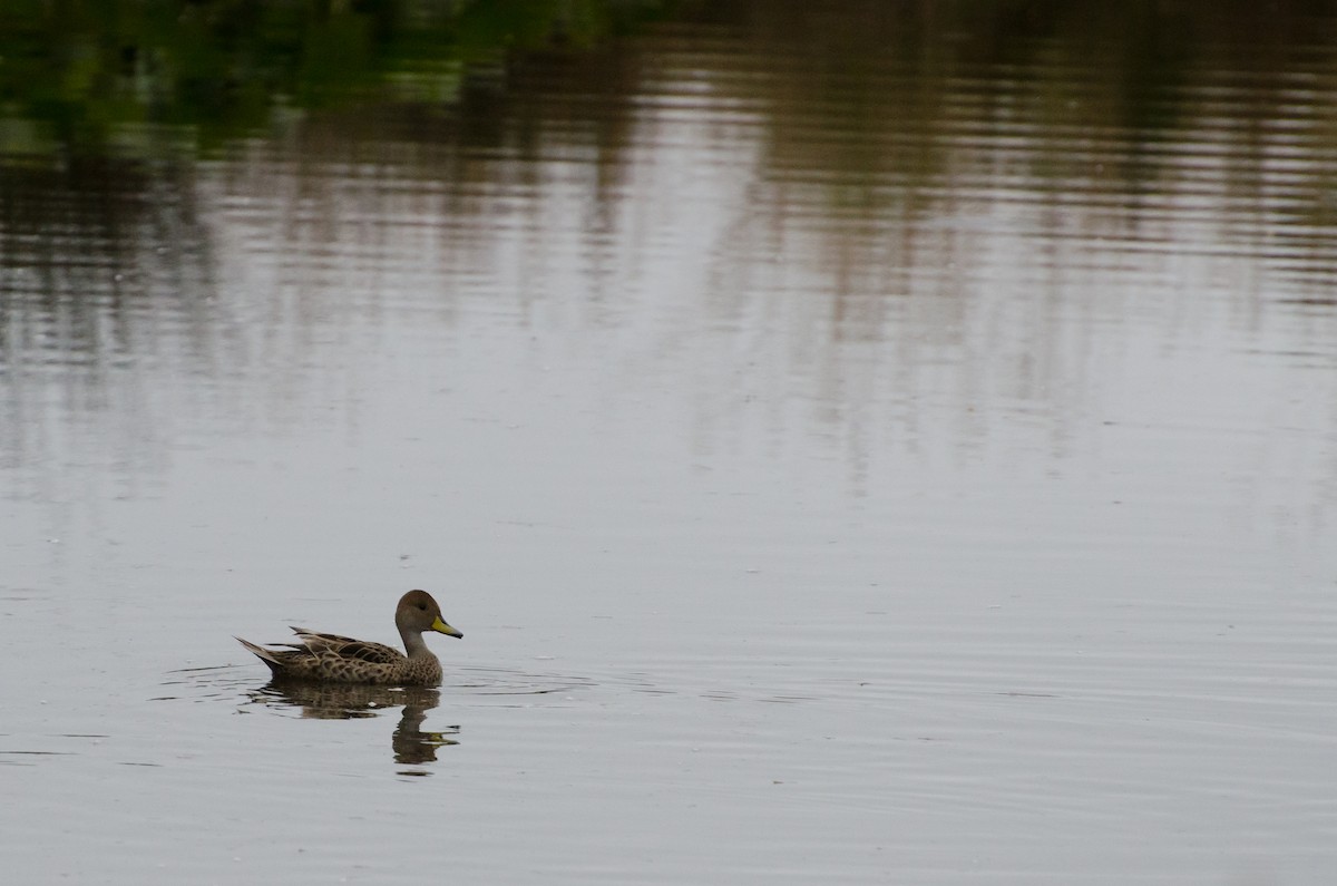 Yellow-billed Pintail - ML643729923