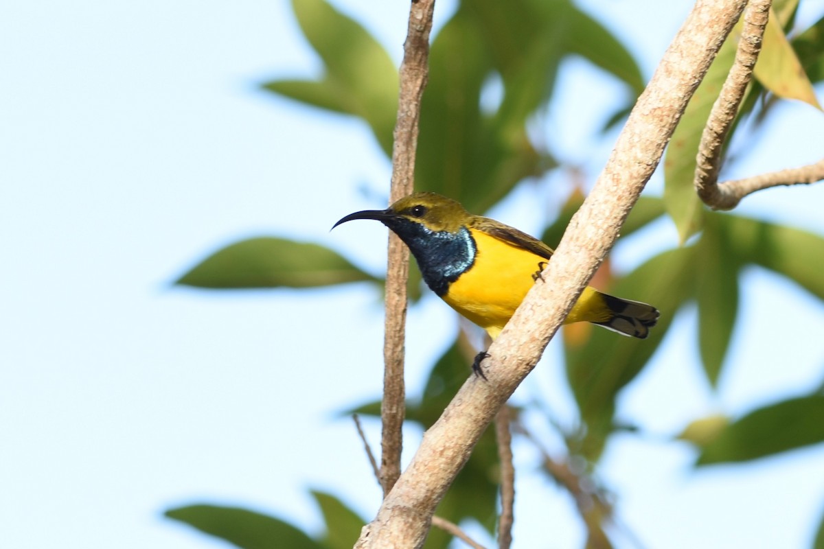 Sahul Sunbird - ML643729940