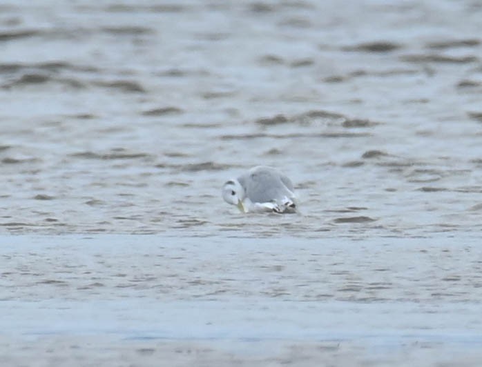 Gaviota Tridáctila - ML643729969