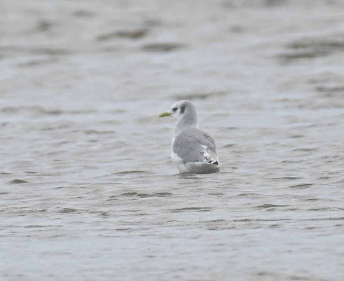 Gaviota Tridáctila - ML643729972