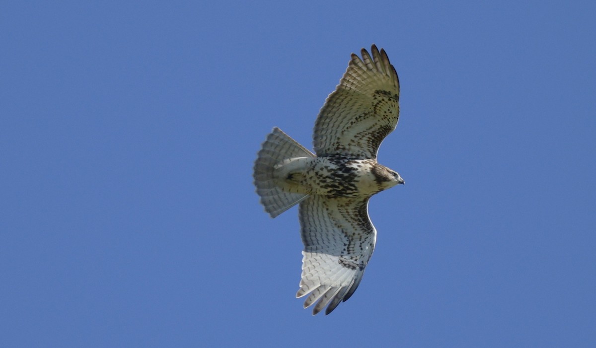 Red-tailed Hawk - ML643729983
