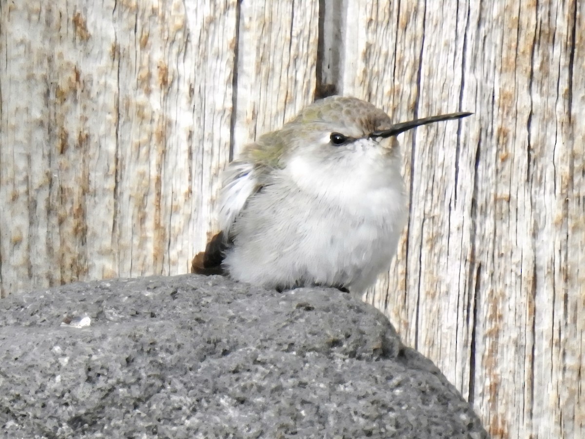 Costa's Hummingbird - ML643729989