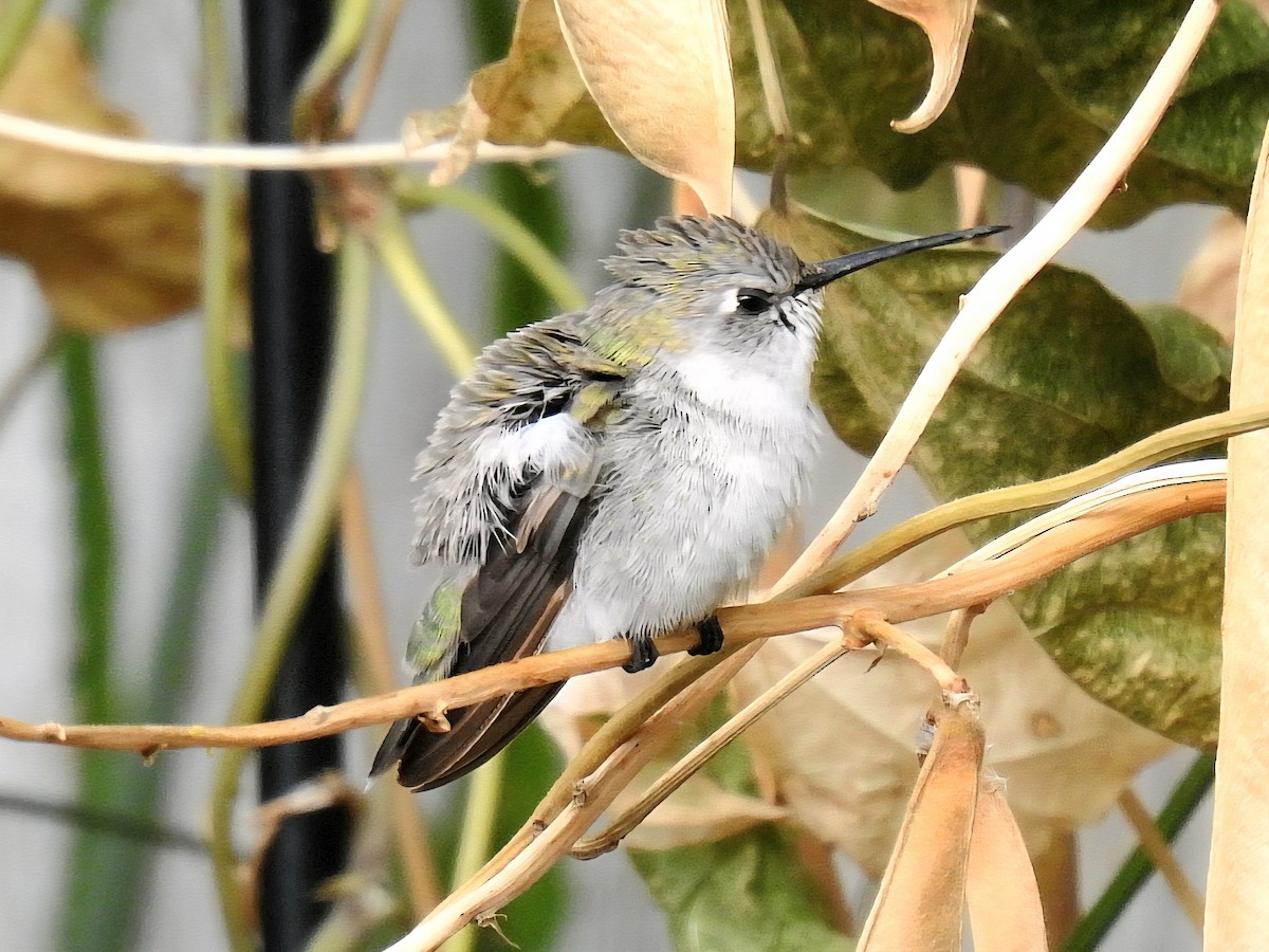 Costa's Hummingbird - ML643729990