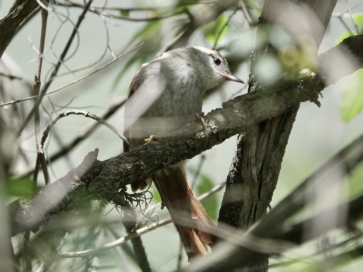 Synallaxe d'Inquisivi - ML643729993