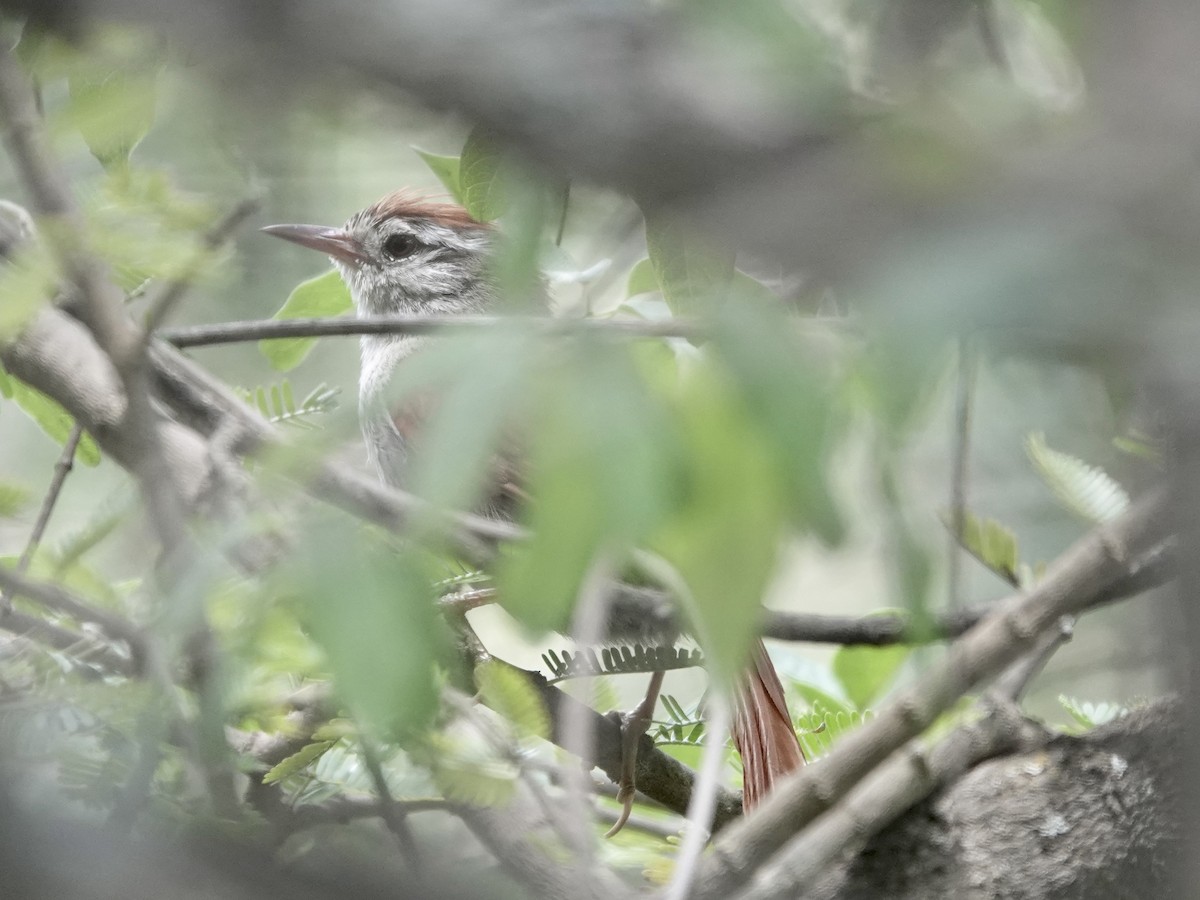 Synallaxe d'Inquisivi - ML643729994