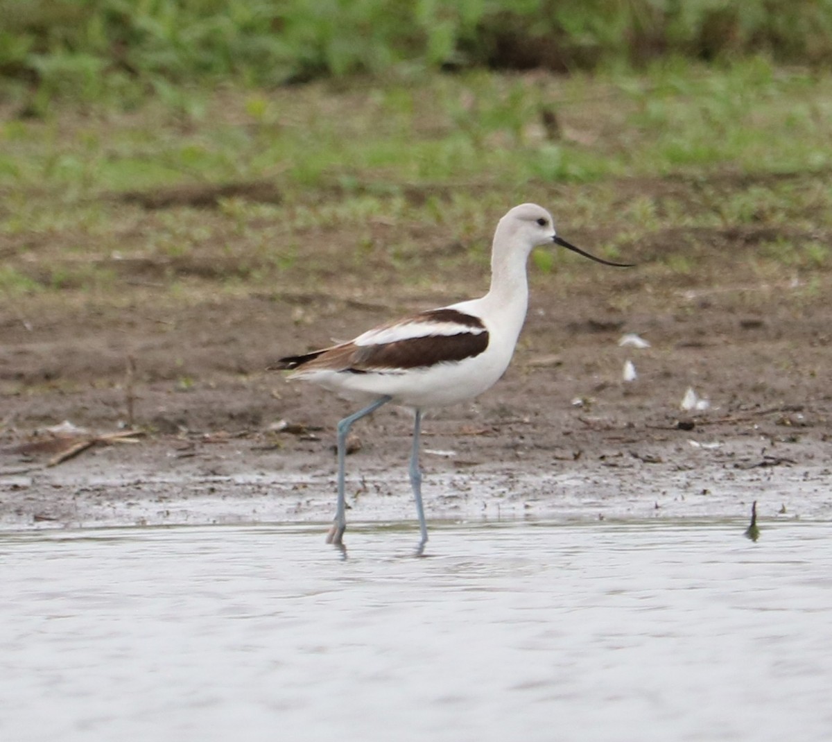 American Avocet - ML643729996