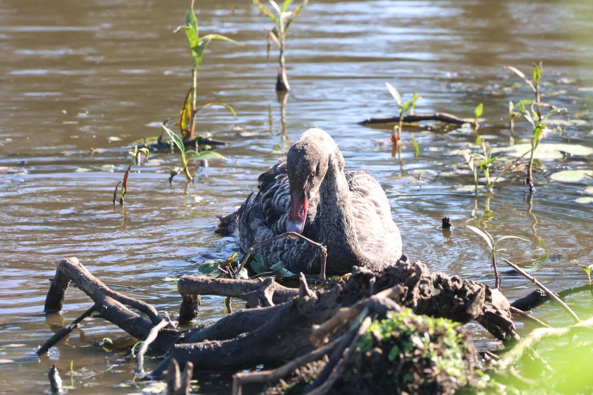 Black Swan - ML643729997