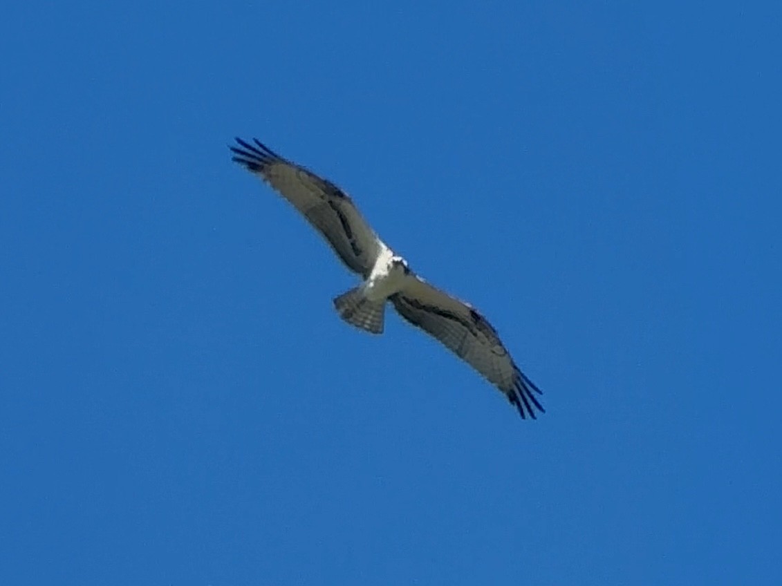 Balbuzard pêcheur - ML643730005