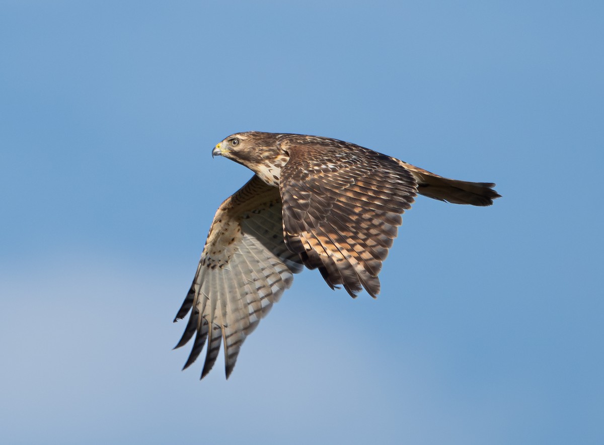 Buse à épaulettes - ML643730008