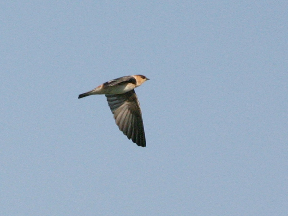 Cave Swallow - ML643730011