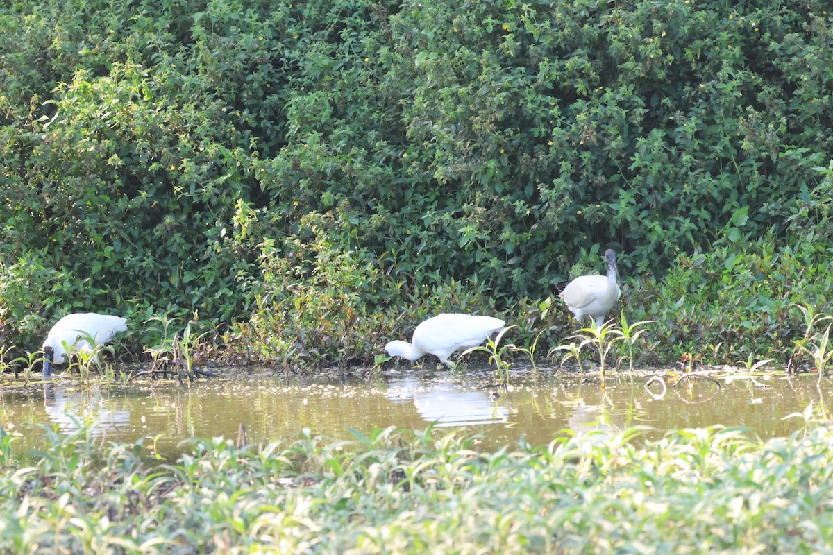 Royal Spoonbill - ML643730023