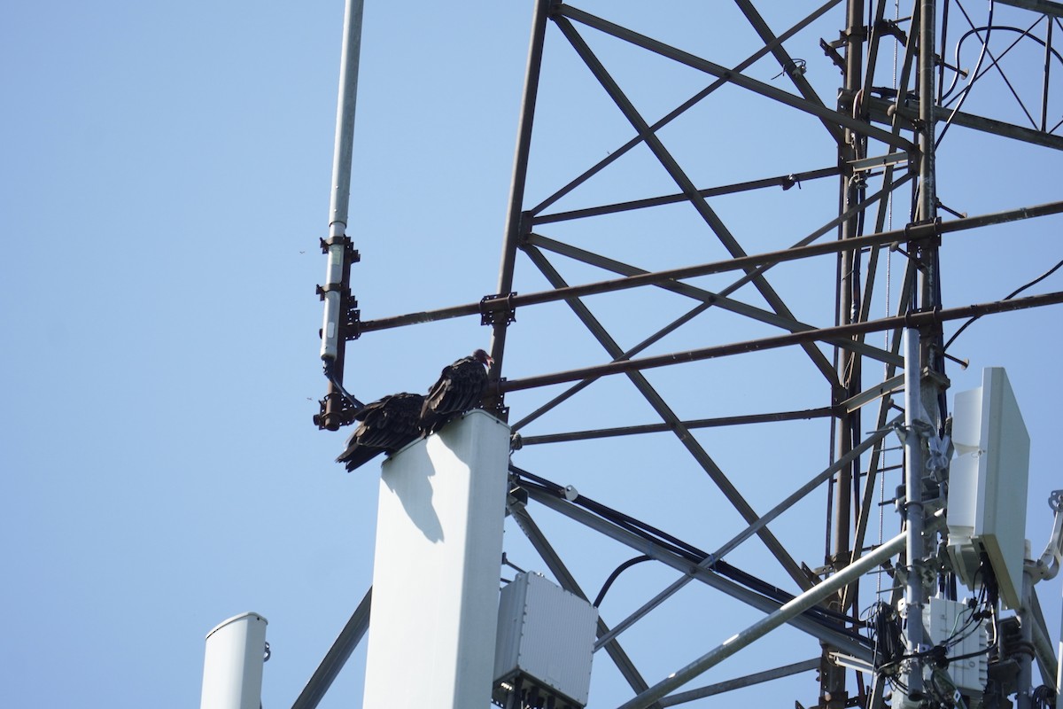Turkey Vulture - ML643730033