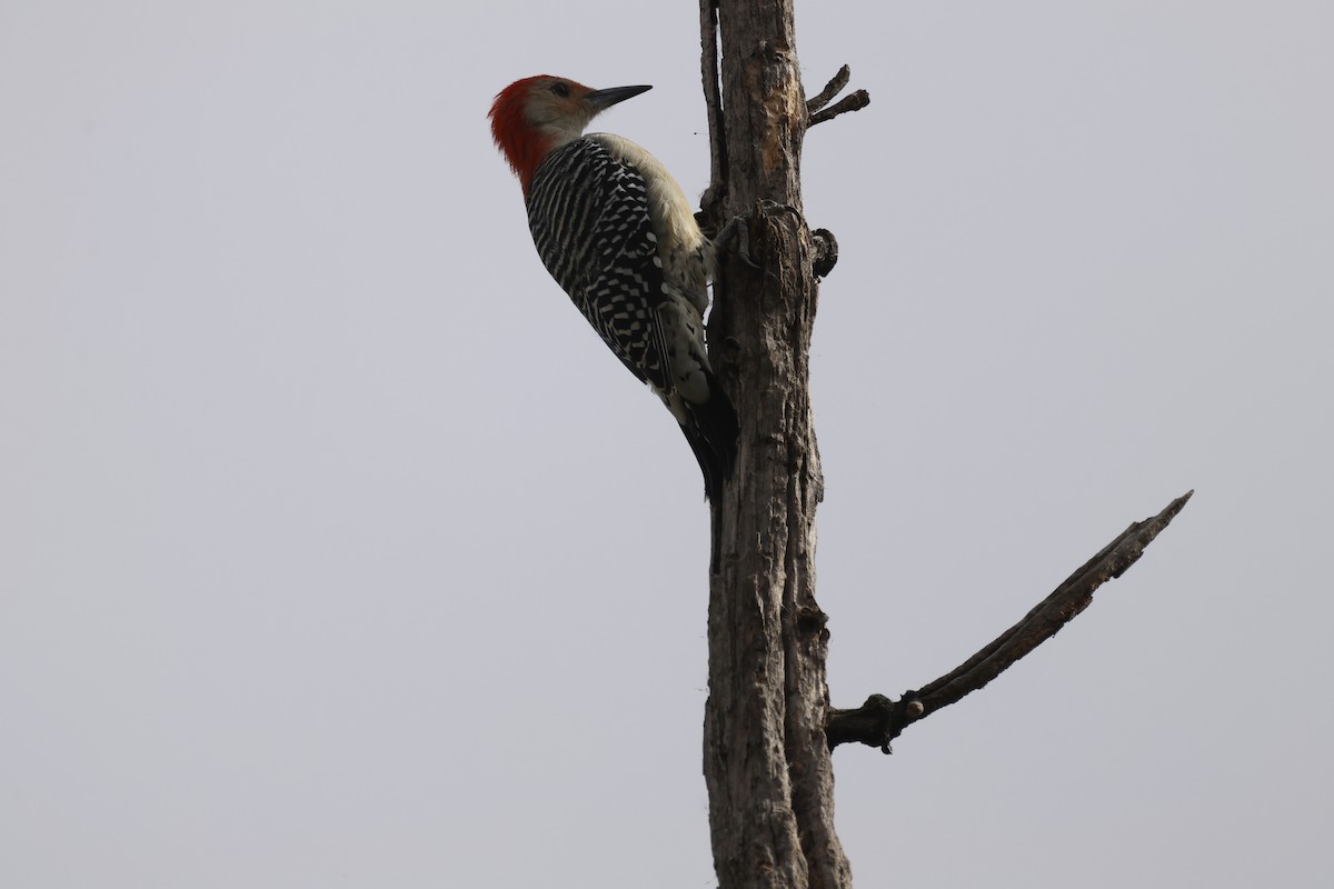 Red-bellied Woodpecker - ML643730053