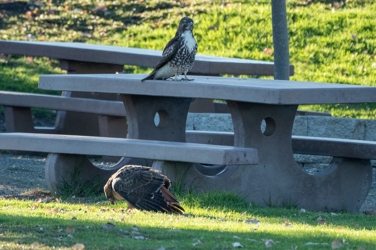 Red-tailed Hawk - ML643730054