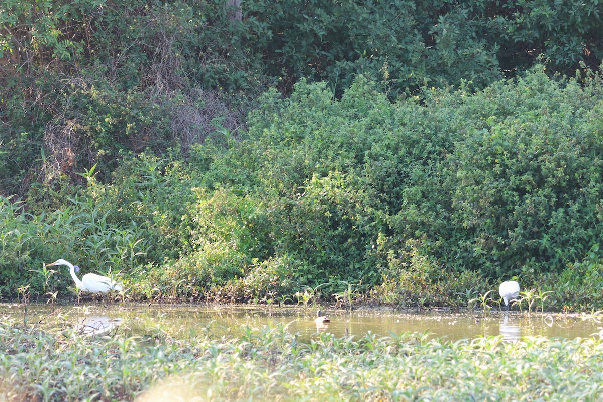 Plumed Egret - ML643730076