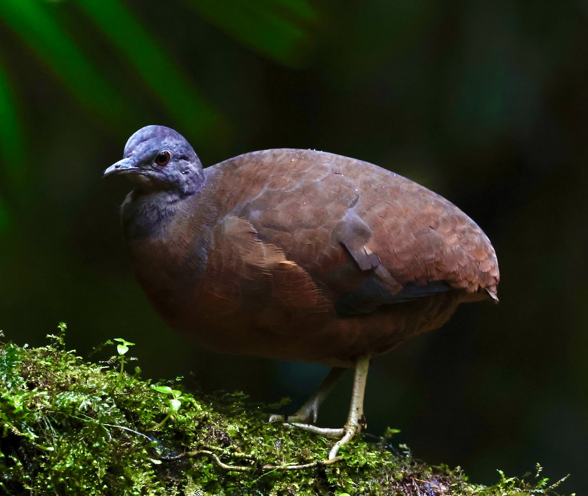 Little Tinamou - ML643730084