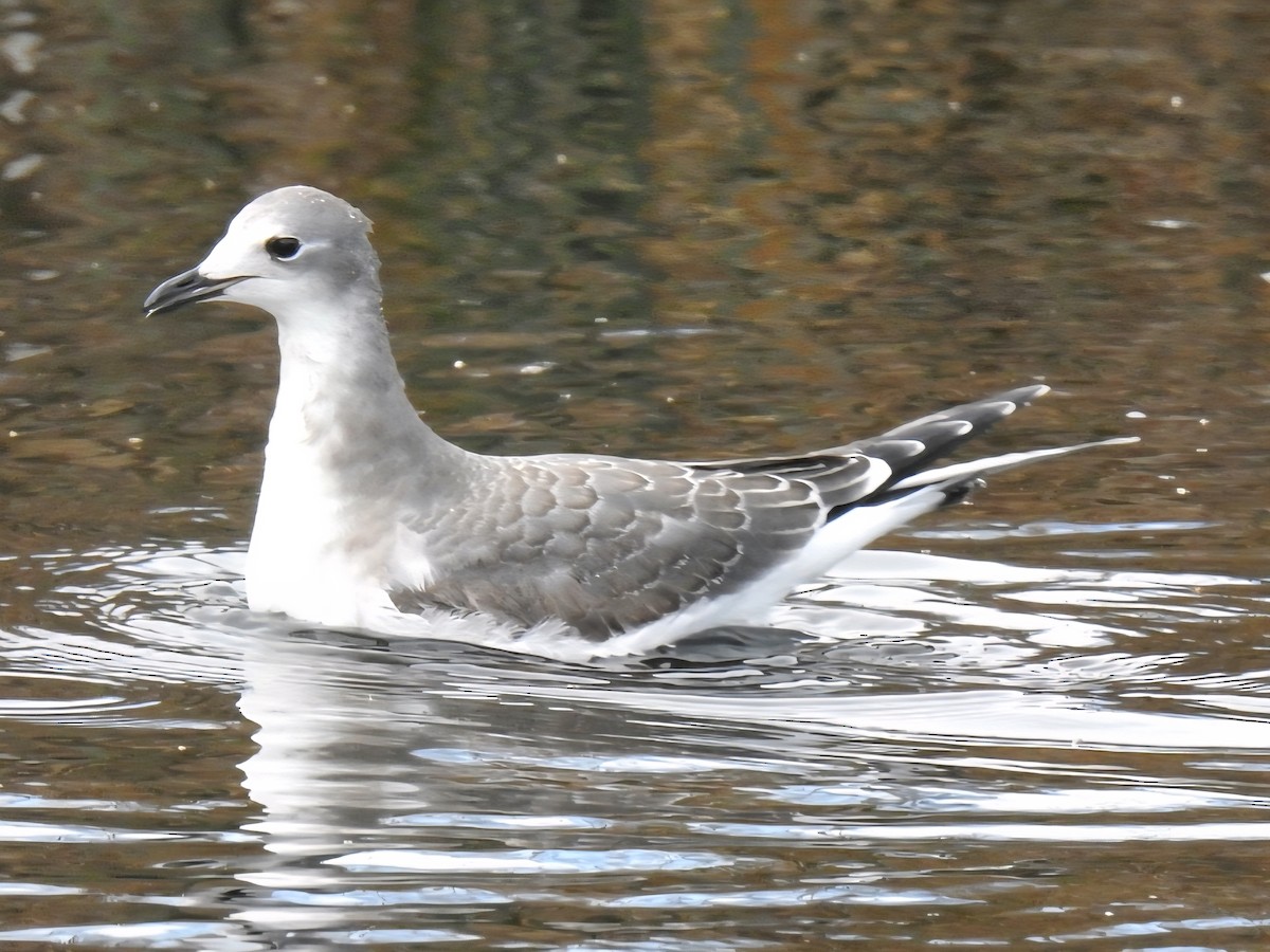 Sabine's Gull - ML643730088