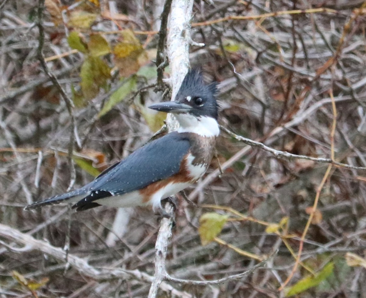 Belted Kingfisher - ML643730090