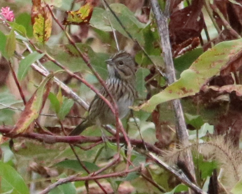 Lincoln's Sparrow - ML643730110