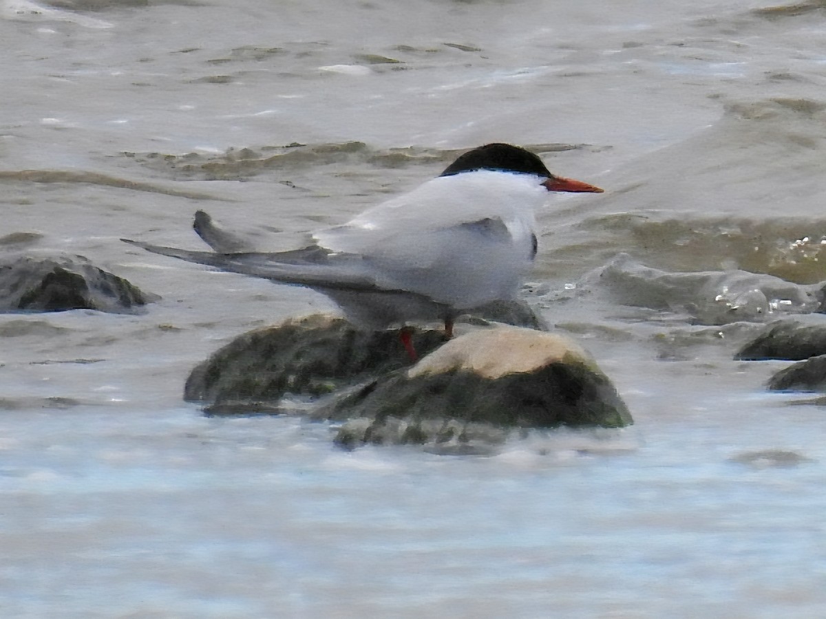 Arctic Tern - ML643730115