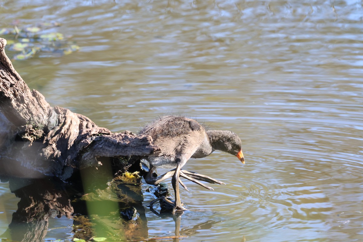 Dusky Moorhen - ML643730133
